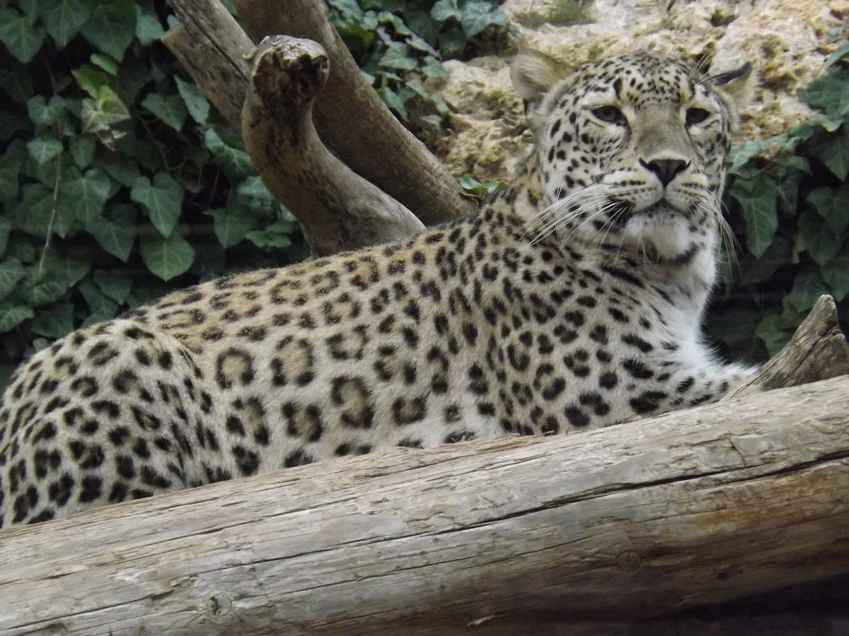 Een Perzische panter ligt op een boomstam in een dierentuin