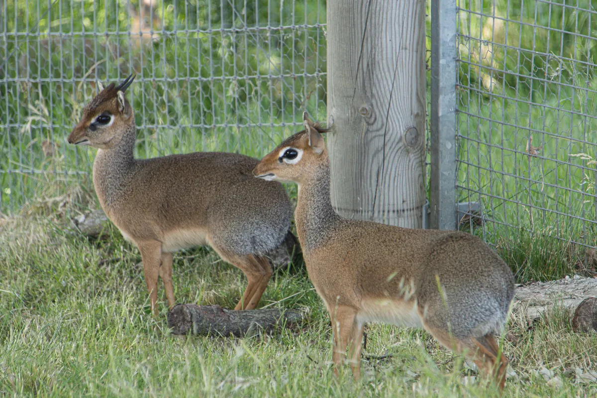Twee Kirks dikdiks, kleine antilopen, staan in het gras van een dierenpark