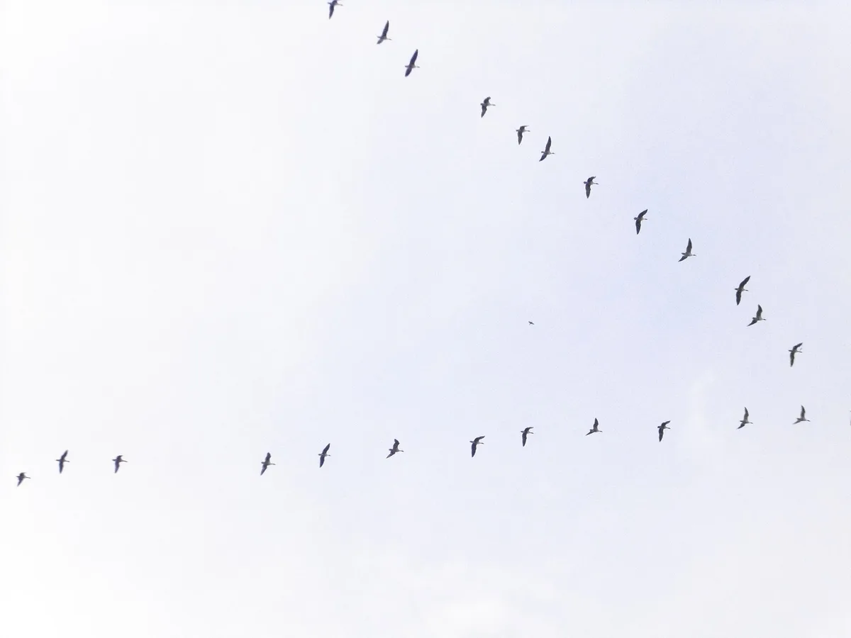 Een groep kleine rietganzen vliegt in een duidelijke V-vorm tegen een lichte lucht