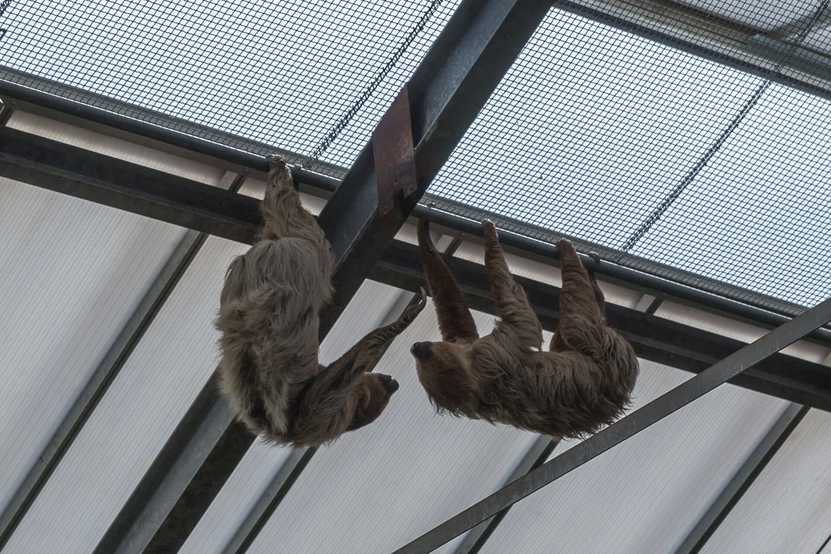 Twee tweevingerige luiaards hangen ondersteboven aan een balk onder een glazen dak